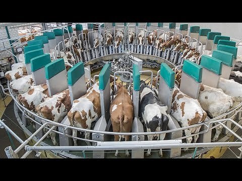 Amazing Automatic Milking Machines CHEESE and MILK - Fast Workers Food Processing Dairy Factory 2017