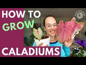Caladiums: How to grow them from bulbs/tubers?! | Plant with Roos