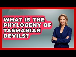 What Is The Phylogeny Of Tasmanian Devils? - The Wild Life Explorer