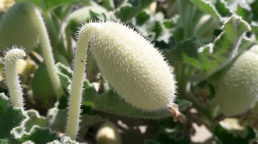Stand back! This explosive cucumber is bursting with seeds