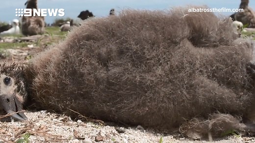 New documentary film Albatross: trailer
