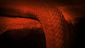 Snake Slithering Firelight Stock Footage Video (100% Royalty-free) 3398398811 | Shutterstock