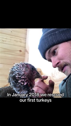 Dan McKernan on Instagram: "In January 2018, we rescued our very first group of turkeys. They were on the brink of freezing to death in an unfinished barn. It was only @BarnSanctuary’s second year, and honestly… I had no idea how to be around turkeys. I didn’t know if they’d like me, ignore me, or straight-up hate me 😅 So I did the only thing I knew how to do: I went in open-ended and led with compassion—like you would with a new dog or cat. I sat with them, stayed patient, and let them set the
