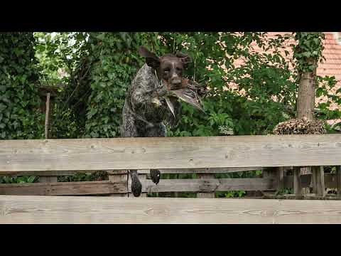 Zu Besuch bei Deutsch Drahthaar Zwinger vom Fremersberg