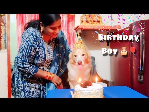 Birthday Celebration With My Dog Happy Birthday Motu🎂 Birthday Video 2025#dogbirthdaycake #birthday 