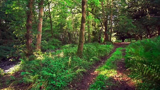 Scotland's Einstein: James Clerk Maxwell -The Man Who Changed the World