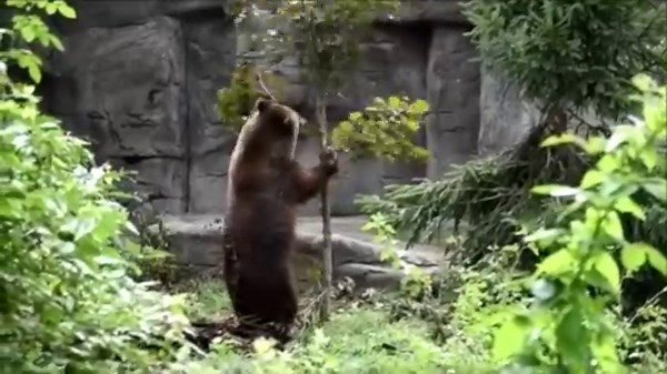 We'll miss you, Jebbie! Jebbie, an orphaned grizzly bear cub who found sanctuary at the Detroit Zoo last year, has moved to a new home – and is now living at a wildlife sanctuary, enjoying dozens of acres to roam freely and play in nature. Zoo experts believe this move is what’s best for Jebbie’s welfare. Jebbie captured our hearts during his time here with us, and we’re so happy to have provided him with a safe place to call home when he needed it the most. We can’t wait to see how Jebbie thriv