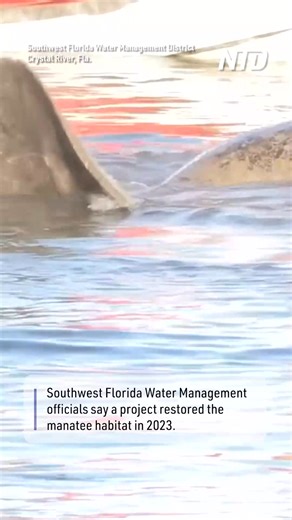 Manatees form a cuddle puddle to stay warm in cold temperatures. | NTD Life