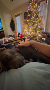 Had so many plan this morning to jump out of bed and get my day started, and then Joy had other plans this morning and I couldn’t move. I figured the Christmas music sounded better than the loud snoring coming out of Joy. Never gonna get tired of starting my day with a little Joy. Happy Thursday. | Wes Snyder Photography