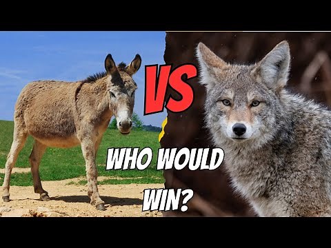 Donkey vs Coyote: Who Wins in a One-on-One Battle?