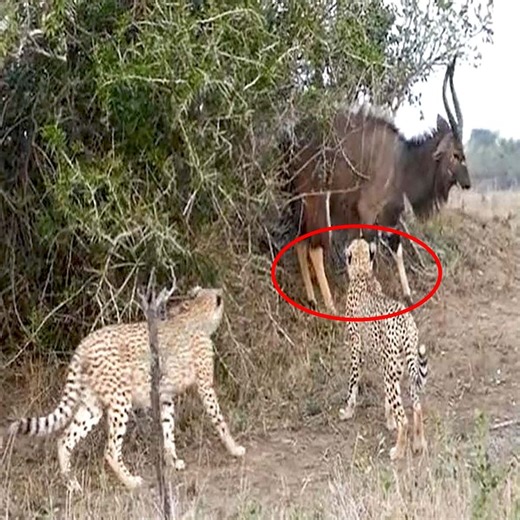 1.2M views · 10K reactions | Cheetah Vs Nyala Bull Fight  Join our group : Animal World. Thank you so much ❤ | Wild Animals | Facebook