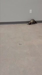Crazy ferrets | AZ Ferret Rescue