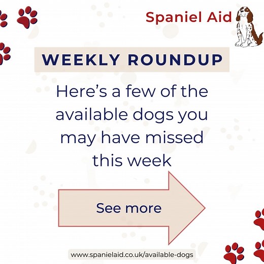 Roundup of a few of the available dogs you may have missed last week! Each one has a unique story and a big heart ready to share. Take a moment to watch the video and see for yourself the incredible joy and companionship these dogs can bring into your life. By adopting, you're not just giving a dog a home; you're gaining a loyal friend and making a life-changing difference. So, don't miss out! Watch the video, fall in love, and apply to adopt one of these wonderful dogs. They can't wait to meet