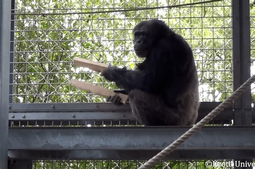 VIDEO: Un chimpancé que canta y toca la batería sorprende a la ciencia