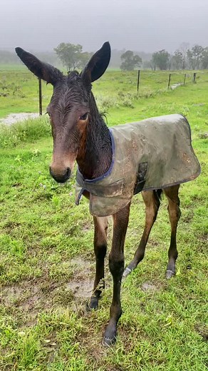 Top Mule Breeds: Discover the Best Choices for Farmers