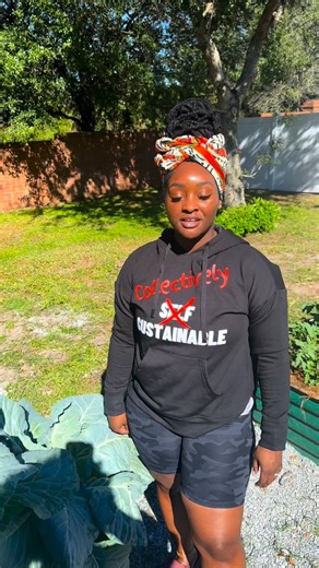 Although I have cut the entire top off my collards in the past, this is the method I recommend to keep your collards growing all season. Once I started doing this my collards lasted more than a year growing in my garden. Garden Beds 👉🏾 @vego_garden Collard Variety 👉🏾Morris Heading #gardening #backyardgarden #vegetablegarden #containergardening #organicgardening #gardening101 #blackgirlsgardening #gardentips #urbangarden #floridagardening #raisedbedgarden #vegogarden | PharmUnique