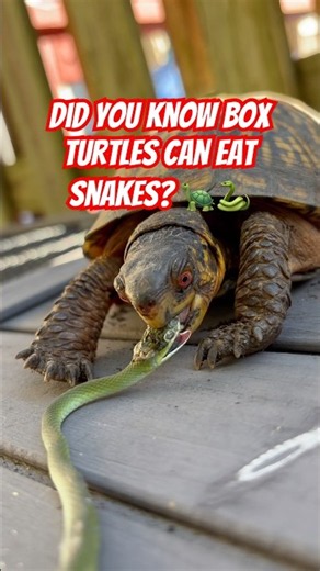 🐢 Junior the Eastern Box Turtle Got a Snake for Dinner?!