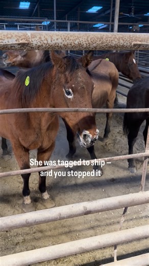 All Seated in a Barn | Tahlia Fischer on Instagram: "Because YOU didn’t look away. Poppy went from a pen she couldn’t escape, literally, to a pasture where she finally gets to exhale and be. This is the part of rescue that matters just as much as the moment we step in — the follow-through, the care, the right next decisions. She’s safe. She’s settled and now we let her tell us what comes next. She has her vet apt today to go over what is going on physically so in two weeks when she transitions o