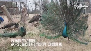 46K views · 3K reactions | Large-scale blind date scene? Several peacocks are seen fanning out their tail feathers to hypnotize mates at Yunnan Wild Animal Park in #Kunming. There are more than 6,800 peacocks in the zoo, including green peafowl, Indian peafowl, and white peafowl. | People's Daily, China | Facebook