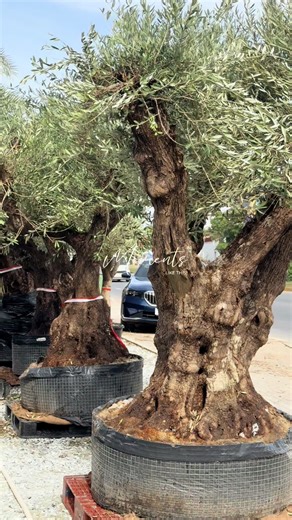 Olive Tree Garden in Cambodia 🇰🇭 #olivecambodia #saomneagarden #olivetree #ដេីមអូលីវ