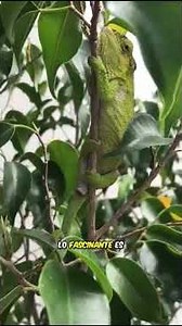 The strange way geckos reproduce