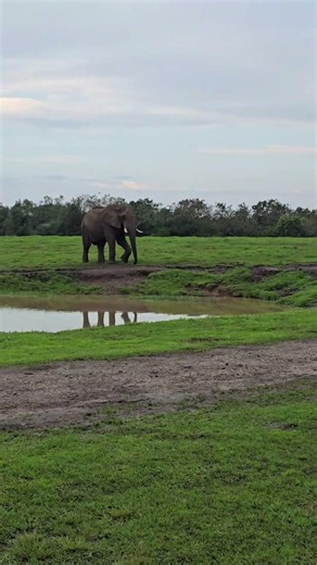 Elephants are interesting creatures! #elephant #southafrica #couple