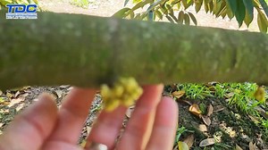 16K views · 42 reactions | QUY TRÌNH XỬ LÝ RA HOA SẦU RIÊNG - KHÔNG...