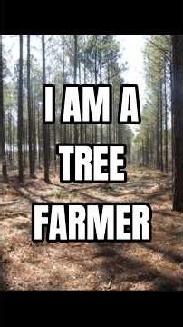 I Am A Tree Farmer, This Is How I Grow Timber
