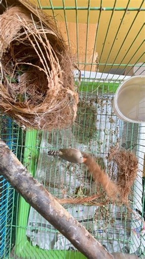 “Love in the Air | Two Finches Building Their Cozy Nest 🪶❤️”