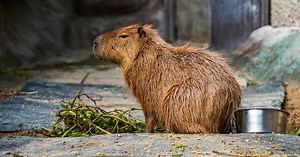Est-ce légal d’avoir un capybara en France ?