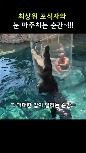 하와이 상어 vs 아프리카 악어, 어디가 더 무서울까?