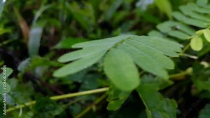 Saga creeper (Abrus precatorius) is an antisprue medicinal plant when combined with betel leaves and is popular in Asian countries. phyllanthus urinaria plant, Leucaena hoja, Guangdong abrus. Stock Video
