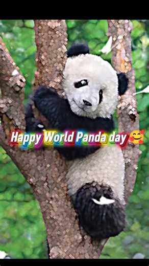 Happy panda day 🐼🥰