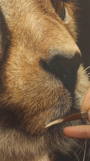 Beautiful art by the Artist Annie Drew Hermosa obra por la Artista Annie Drew https://www.instagram.com/anniedrewwildlifeart?igsh=MWo2ODhpb2c5cG9meg== | A R T L O V € R S