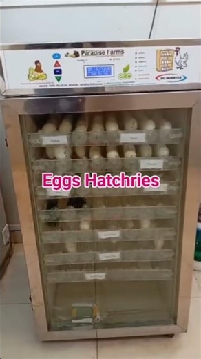 hatching setup #hatching #incubator #birds