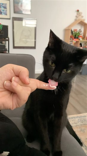 Teaching Abby bad Habits | taste good! | no pup cup required 👅 #tastetest #morningdip