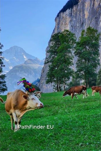 Switzerland's Most Beautiful Region? Jungfrau Revealed 🏔️✨ #switzerland