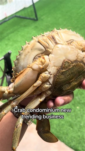💡 From PAYAT to PREMIUM! This is how Vertical Crab Farming turns ordinary mud crabs into high-value, market-ready alimango 🦀 Controlled. Clean. Profitable. This is the future of crab farming. 📌 One crab per box 📌 Better quality 📌 Higher value 👉 Follow for more aquaculture insights! #VerticalCrabFarming #MudCrabBusiness #CrabFattening #AquaculturePH #Alimango