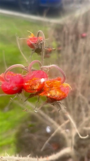 Bearing Fruits in Frigid Winter