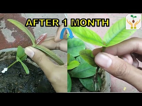 How to Grow Ixora Plant from Cuttings
