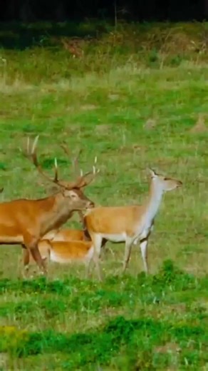Understanding Red Deer Rut Season Behavior