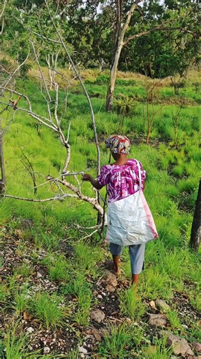 My aunty says 'yu hatwok na bai yu kaikai' in tokples Enga. She was talking to herself while collecting firewoods in the bush. My aunty is a very hardworking person, those who know her will confirm. It might sound funny but she meant every word she said. 🥰 If you're from Enga you'd understand. 🙏 #bushruns #auntypart2 #LifeInTheWild | Anita Kual-Coughran