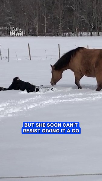 Horse rolls playfully in fresh snow at West Meadow Farm