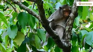 28K views · 456 reactions | Mother monkey trying to give birth, so hard. Close-up of mother monkey giving birth.#fblifestyle | Monkey Video | Facebook