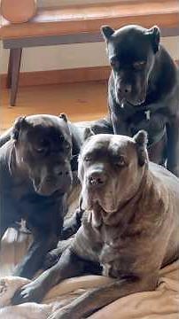 Cane Corso Family 💯🔥 #canecorso #dogshorts #corso #dogsofyoutube
