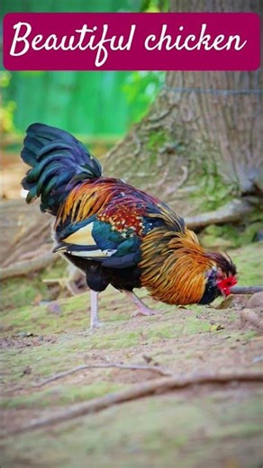 The #rare Golden Rooster🐓# a masterpiece of# nature 🔥The Golden# rooster 🐓 in all its Glory.💛
