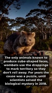 293K views · 3.3K reactions | Wombats are unique animals native to...