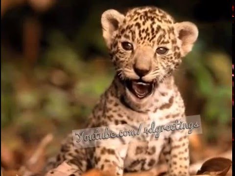 Tiger Singing Happy Birthday