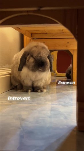 Understanding Introverts and Extroverts