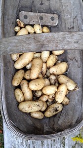19K views · 63 reactions | How to grow potatoes with no trouble at all! https://www.growveg.com/guides/growing-potatoes-the-no-dig-way/ | GrowVeg | Facebook
